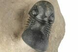 Crotalocephalina, Paralejurus & Reedops Trilobite Association #189984-6